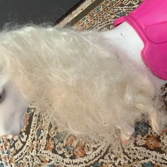 💕🤍Our generation white horse🤍💕 - Picture 6 of 8